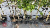 5 MIXED ORNAMENTAL TREES - 6