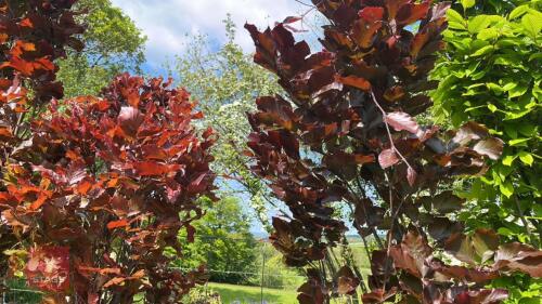 2 FAGUS DAWYCK PURPLE TREES