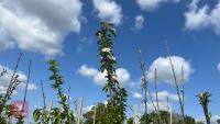 5 MIXED FRUIT TREES