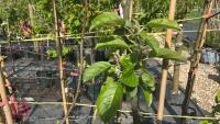 5 MIXED FRUIT TREES - 4