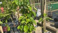 5 MIXED FRUIT TREES - 5