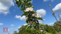 5 MIXED FRUIT TREES - 6