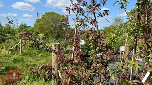 2 MALUS TRANSITORIA GULLIVER TREES