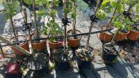 5 MIXED APPLE TREES - 3