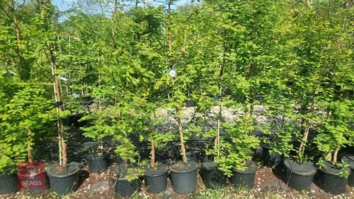 5 METASEQUOIA GLYPTOSTROBOIDES TREES