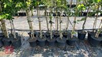 5 MIXED ORNAMENTAL TREES - 3