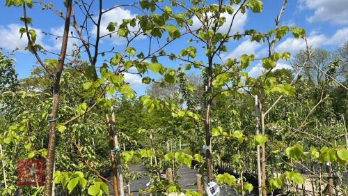 5 MIXED FRUIT TREES