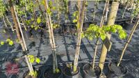 5 MIXED FRUIT TREES - 2