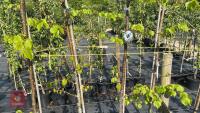 5 MIXED FRUIT TREES - 3