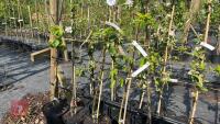 5 MIXED FRUIT TREES - 2