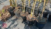 5 MIXED FRUIT TREES - 3