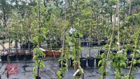 5 MALUS BUTTERBALL TREES - 5