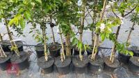 5 MIXED ORNAMENTAL TREES - 6