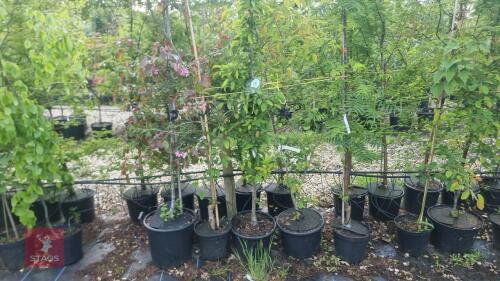 5 MIXED ORNAMENTAL TREES