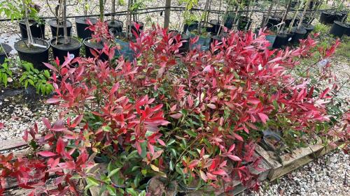 25 PHOTINIA MANDARINO HEDGING PLANTS