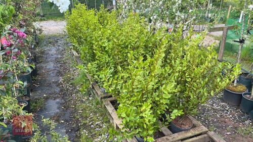 30 GRISELINIA LITTORALIS HEDGE PLANTS