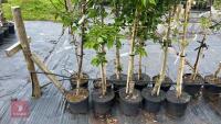 5 MIXED ORNAMENTAL TREES - 7