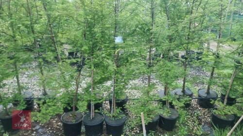 5 METASEQUOIA GLYPTOSTROBOIDES TREES