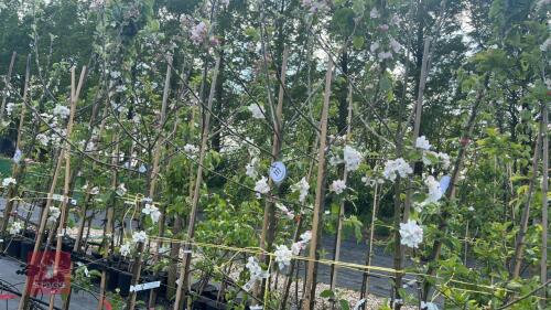 5 SWEET ALFORD CIDER APPLE TREES