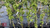 5 MALUS BUTTERBALL TREES - 2