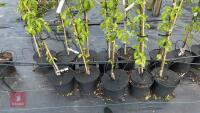 5 MALUS BUTTERBALL TREES - 3