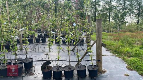 5 MALUS BUTTERBALL TREES