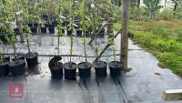 5 MALUS BUTTERBALL TREES - 2