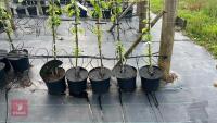 5 MALUS BUTTERBALL TREES - 5