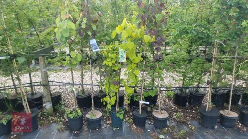 5 MIXED ORNAMENTAL TREES