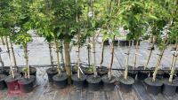 5 MIXED ORNAMENTAL TREES - 4