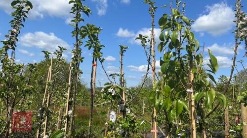 5 MIXED FRUIT TREES