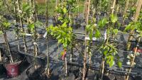 5 MIXED FRUIT TREES - 2