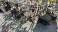 5 MIXED FRUIT TREES - 3