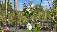 5 MIXED FRUIT TREES - 4