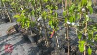 5 MIXED FRUIT TREES - 6