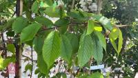 5 MIXED ORNAMENTAL TREES - 7