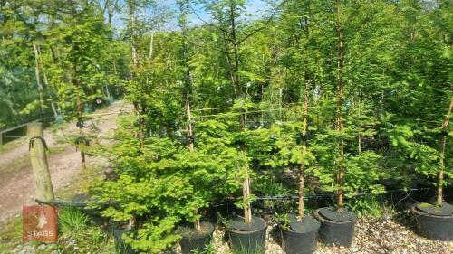 5 METASEQUOIA GLYPTOSTROBOIDES TREES