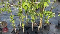 5 MALUS BUTTERBALL TREES - 2