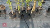 5 MALUS BUTTERBALL TREES - 3