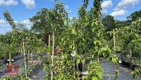 5 MALUS BUTTERBALL TREES - 4