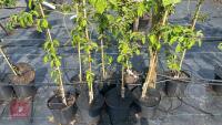 5 MALUS BUTTERBALL TREES - 5