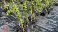 5 MALUS BUTTERBALL TREES - 7