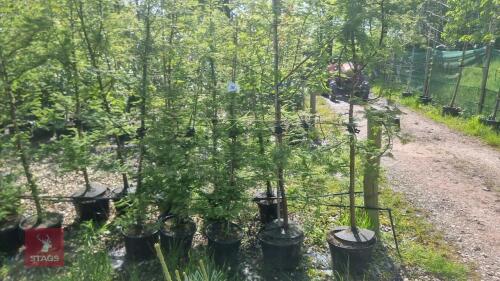 5 METASEQUOIA GLYPTOSTROBOIDES TREES