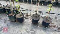 4 MIXED FRUIT TREES - 3