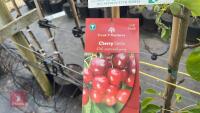 4 MIXED FRUIT TREES - 5