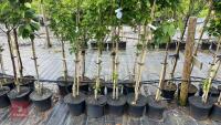 5 MIXED ORNAMENTAL TREES - 5