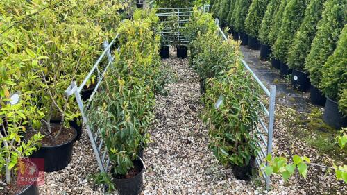 25 PRUNUS LUSITANICA HEDGING PLANTS