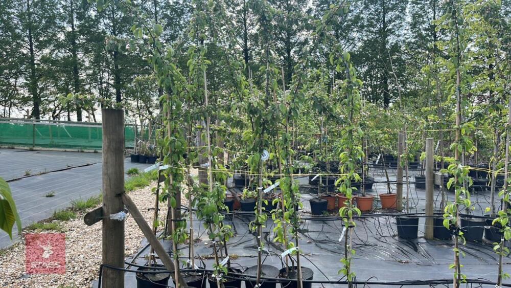 5 MALUS BUTTERBALL TREES