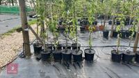 5 MALUS BUTTERBALL TREES - 2