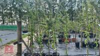 5 MALUS BUTTERBALL TREES - 3